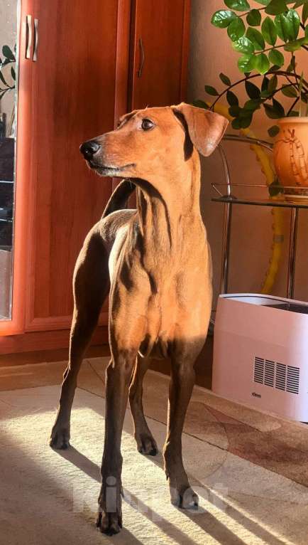 Собаки в Королеве: Собаку в дар в добрые руки Мальчик, Бесплатно - фото 2