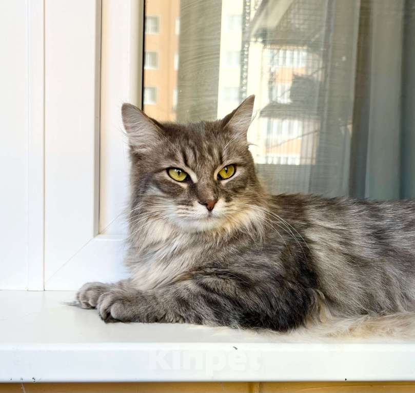 Кошки в Москве: Пушистый кот Цезарь в добрые руки  Мальчик, Бесплатно - фото 10