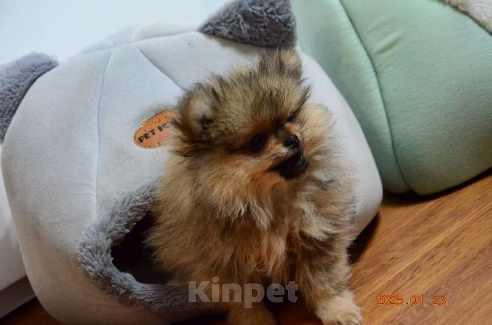 Собаки в Нижнем Новгороде: Мальчик Мальчик, 25 000 руб. - фото 2