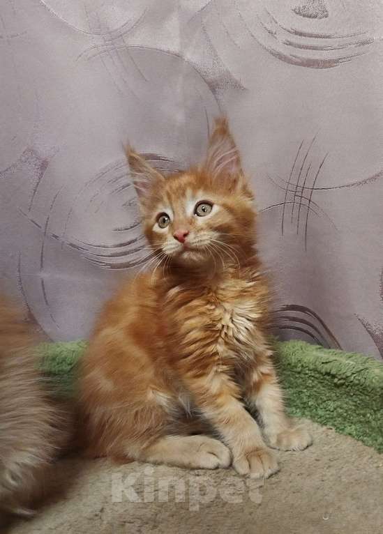 Кошки в Москве: Котик Мальчик, 35 000 руб. - фото 3