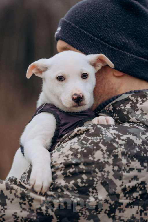 Собаки в Москве: Щенок- мальчик Мальчик, Бесплатно - фото 10