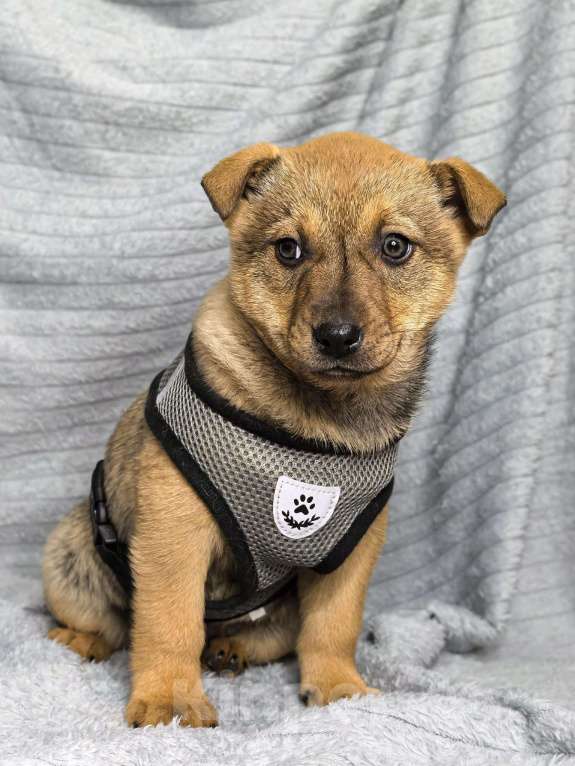 Собаки в Воронеже: Щенки Девочка, Бесплатно - фото 5