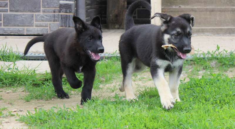 Собаки в Москве: Румба Девочка, 45 000 руб. - фото 4