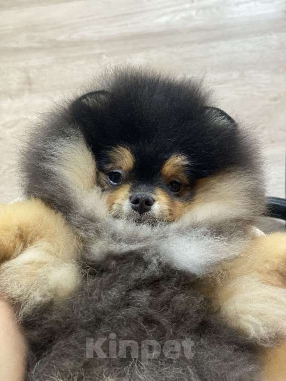 Собаки в Москве: Шикарный черно подпалый мальчик Мальчик, 100 000 руб. - фото 3