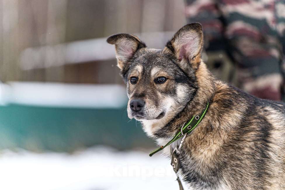 Собаки в Клине: Хэппи — милашка, излучающая свет Девочка, Бесплатно - фото 1