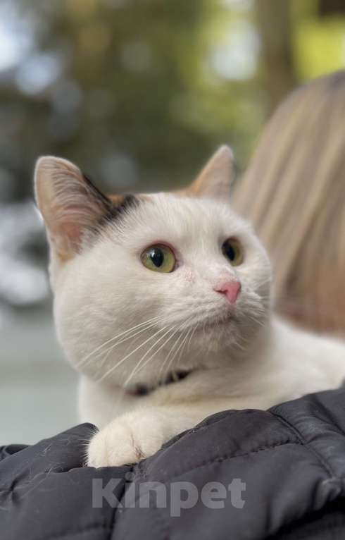 Кошки в других городах Московской области: Трехцветная кошка Горошина ищет дом Девочка, Бесплатно - фото 2