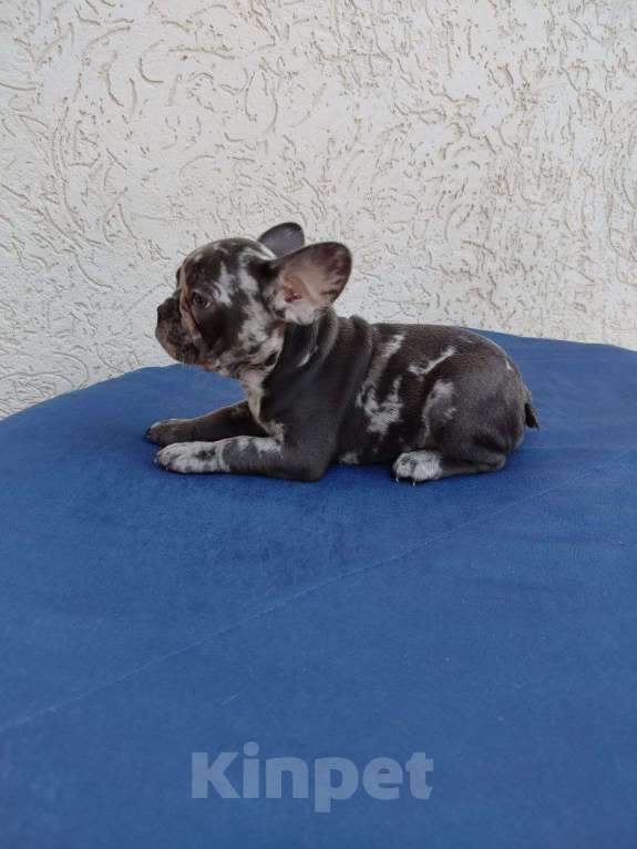 Собаки в других городах Крыма: Продажа щенков французского бульдога  Девочка, 30 000 руб. - фото 5