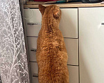 Кошки в Москве: Он верит и ждет Мальчик, Бесплатно - фото 4