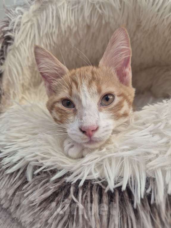 Кошки в Ростове-на-Дону: Ищем хорошие руки мальчику Мальчик, Бесплатно - фото 4