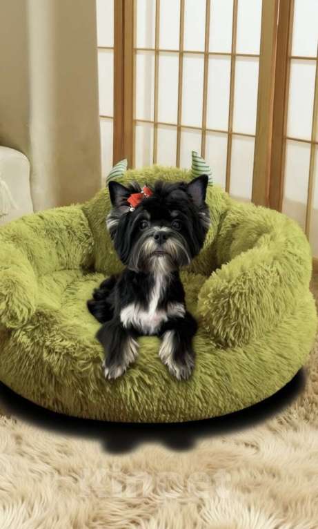 Собаки в Москве: Подрощенный щенок йорка девочка стандарт Девочка, 90 000 руб. - фото 4