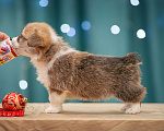 Собаки в Краснодаре: Малышка  Девочка, 75 000 руб. - фото 2