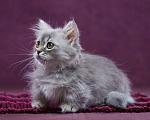 Кошки в Барнауле: Кошечка Юлиана💖 Девочка, Бесплатно - фото 8