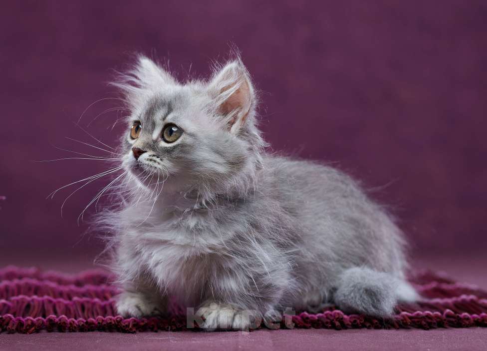 Кошки в Барнауле: Кошечка Юлиана💖 Девочка, Бесплатно - фото 8