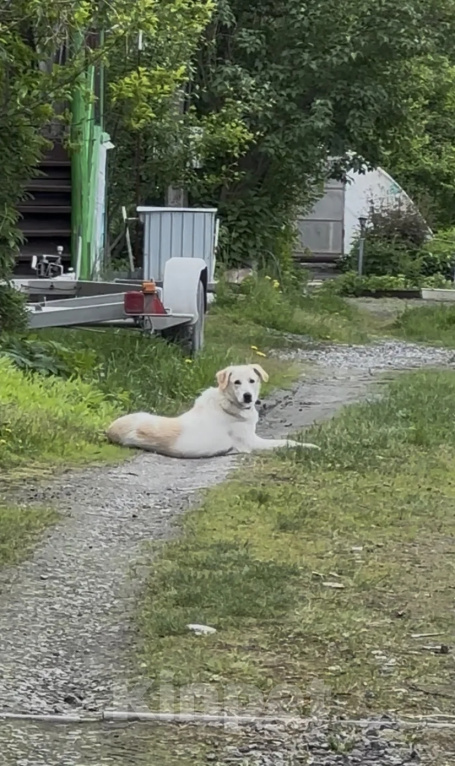 Собаки в Екатеринбурге: Щенок в добрые руки Мальчик, Бесплатно - фото 1