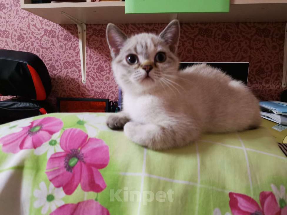 Кошки в Долгопрудном: Британские котята  Девочка, 10 000 руб. - фото 3