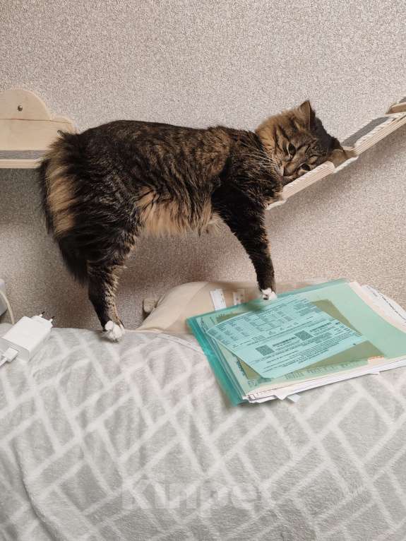 Кошки в Красногорске: Котик в добрые руки Мальчик, 1 000 руб. - фото 3