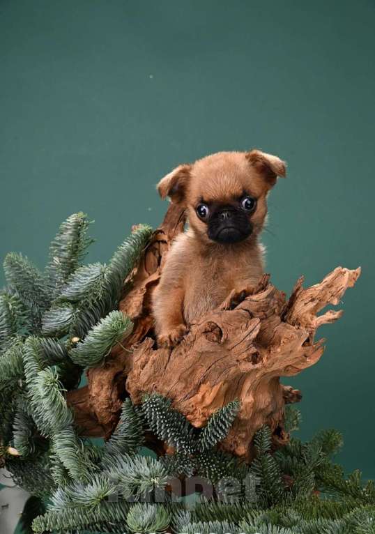 Собаки в Москве: Миниатюрный мальчик малый брабансон Мальчик, 50 000 руб. - фото 2