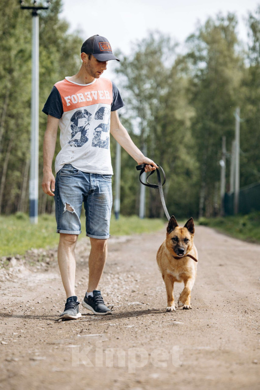 Собаки в Москве: Небольшая рыжая лисичка в добрые руки Мальчик, Бесплатно - фото 3