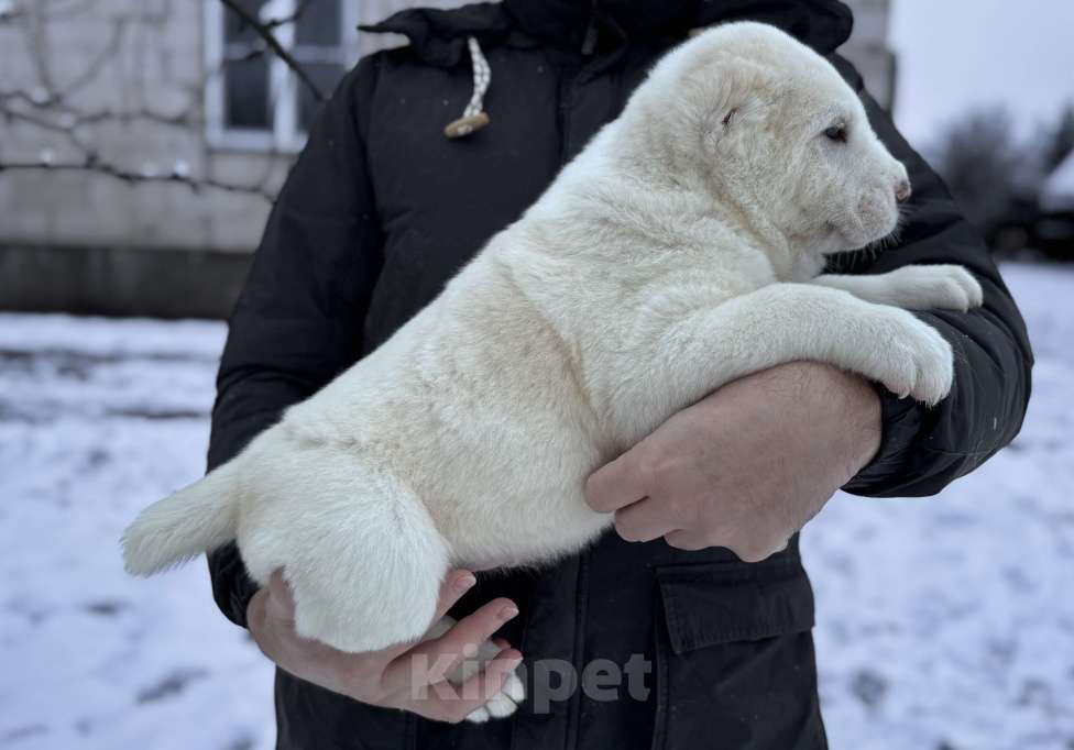Собаки в Санкт-Петербурге: Жадал Мальчик, 70 000 руб. - фото 4