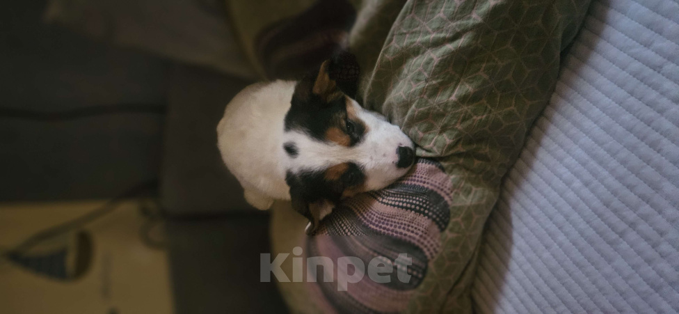 Собаки в Москве: Маленькая путешественница Девочка, Бесплатно - фото 8