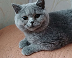 Кошки в Москве: Британские котята Девочка, 20 000 руб. - фото 4