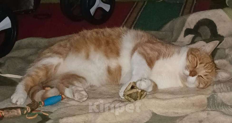 Кошки в Москве: Рыжий кот Яша в добрые руки Мальчик, Бесплатно - фото 4