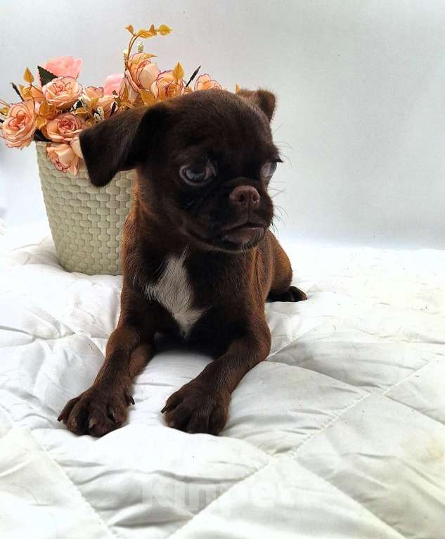 Собаки в Новосибирске: Пти-брабансон шоколад щенок Мальчик, 50 000 руб. - фото 6