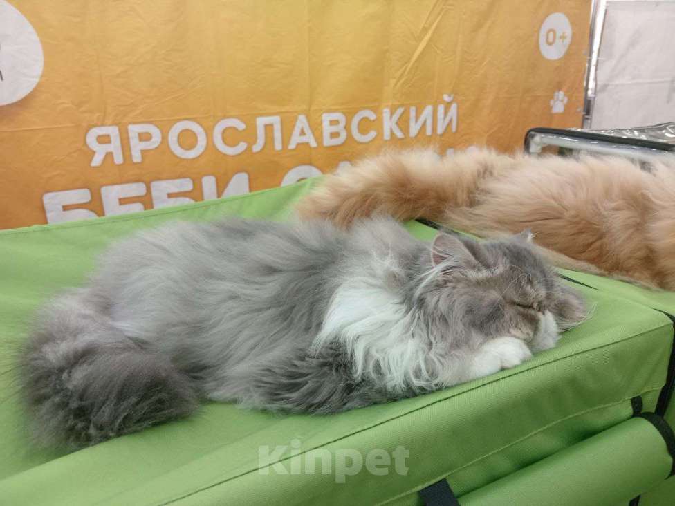 Кошки в Москве: Титулованый перс экзот Мальчик, 99 999 руб. - фото 4