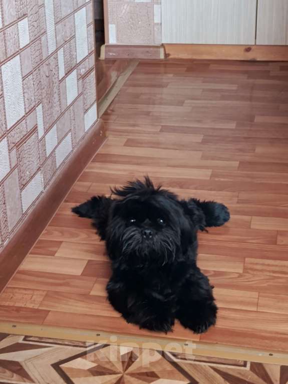 Собаки в других городах Иркутской области: Продам собачку Мальчик, 18 000 руб. - фото 2