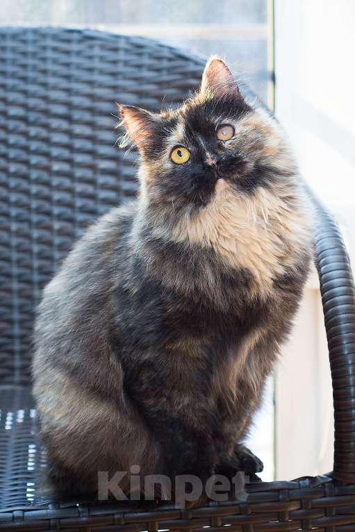 Кошки в Москве: Я так хочу, чтобы она наконец уехала домой Девочка, Бесплатно - фото 2