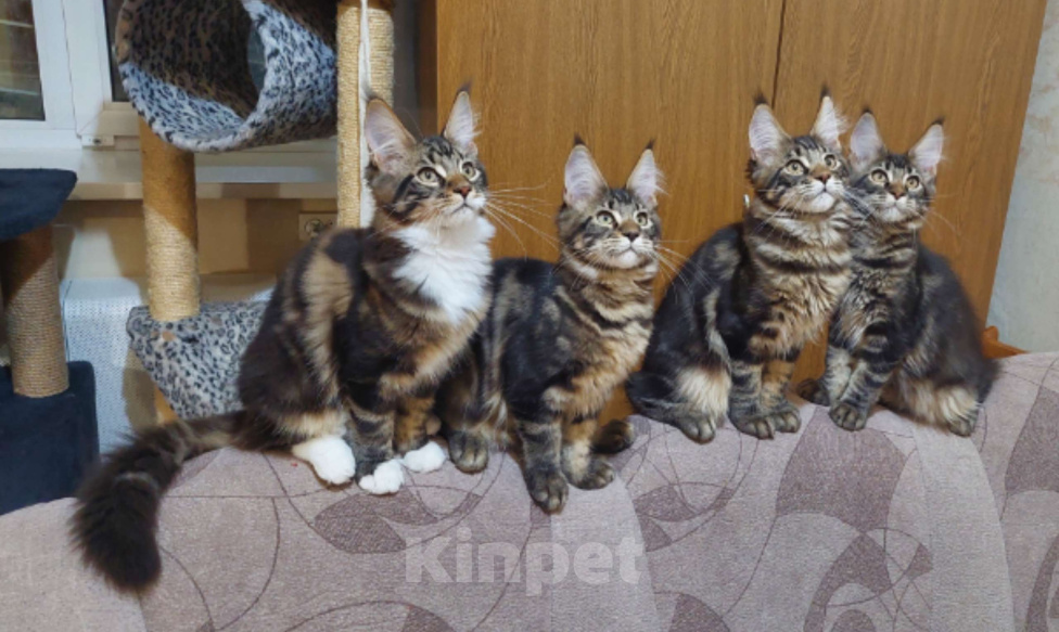 Кошки в Озерске: Черные мраморные котики Мальчик, 40 000 руб. - фото 2