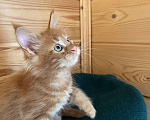 Кошки в Ярославле: Шикарный котенок Мейн -Кун Мальчик, 35 000 руб. - фото 3