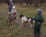 Собаки в Видном: Ра, 2 года Мальчик, Бесплатно - фото 8