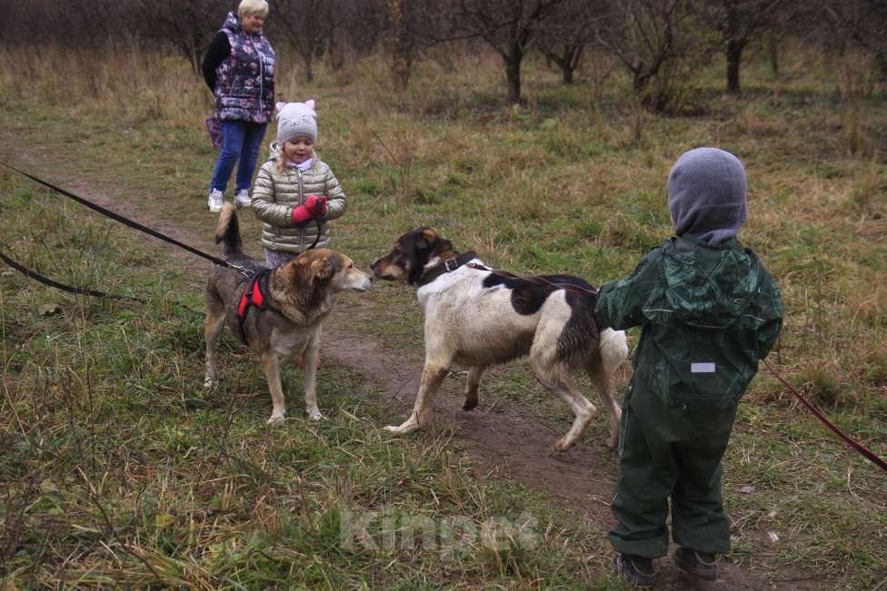 Собаки в Видном: Ра, 2 года Мальчик, Бесплатно - фото 8