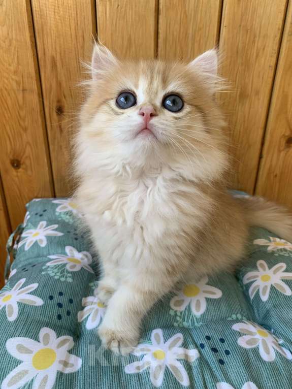 Кошки в Кемерово: Британский золотой котенок Мальчик, 30 000 руб. - фото 5