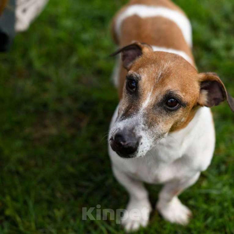 Собаки в Москве: Джек-рассела Бублика чудом спасли после того, как его выкинули хозяева Мальчик, Бесплатно - фото 2
