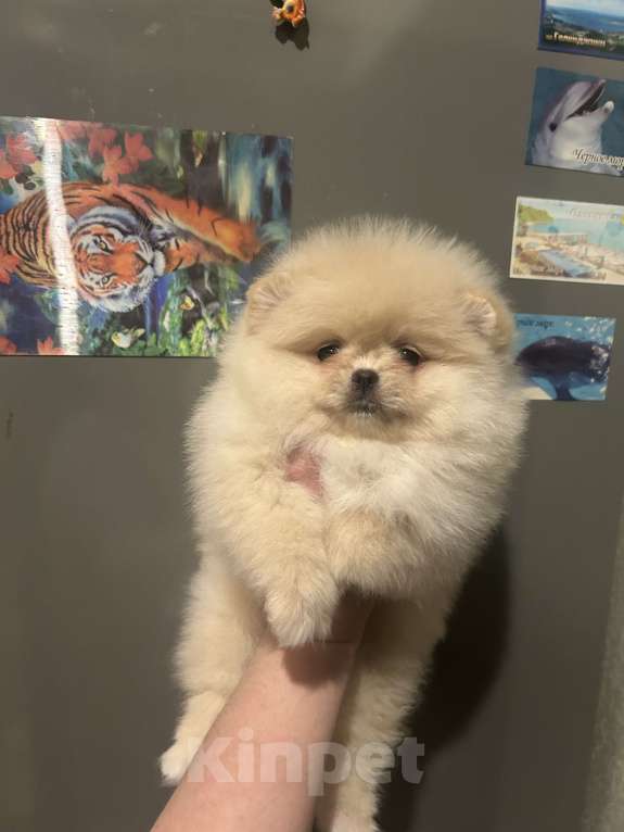 Собаки в Перми: Мишки плюшки Мальчик, 40 000 руб. - фото 4