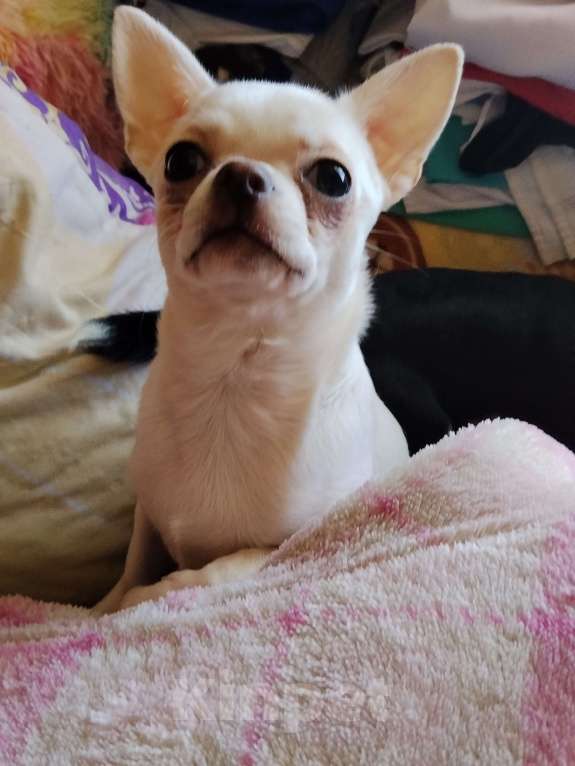 Собаки в Орле: Мальчики чистокровные, чихуахуа. Привиты, ведпаспорт Мальчик, 20 000 руб. - фото 1