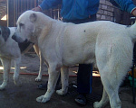 Собаки в Астрахани: Среднеазиатская овчарка, 5 000 руб. - фото 2