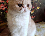 Кошки в Болхове: Персидский котёнок (экзот), 15 000 руб. - фото 6