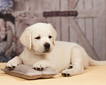 Собаки в Сертолово: Щенки лабрадора из профессионального питомника  Мальчик, Бесплатно - фото 4
