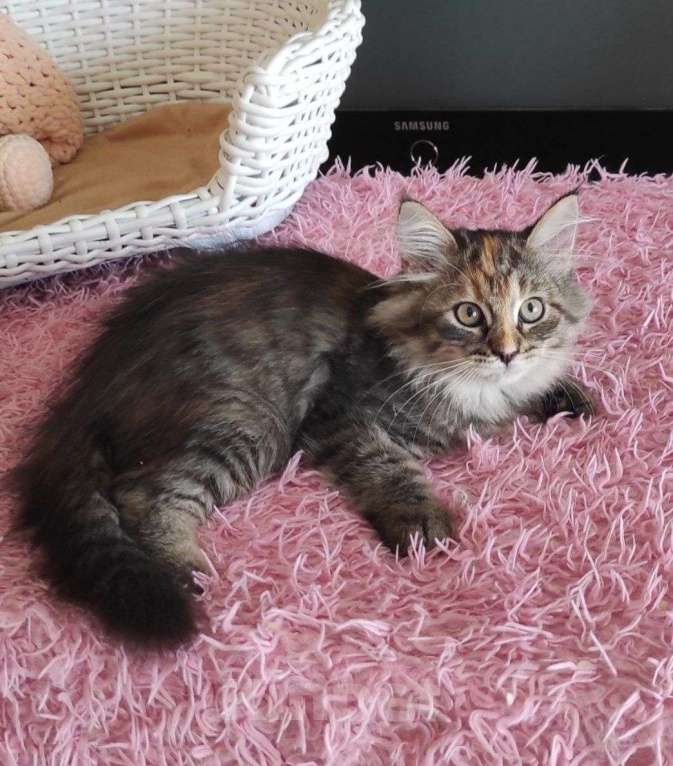 Кошки в Новосибирске: Harley Quinn  Девочка, 70 000 руб. - фото 7