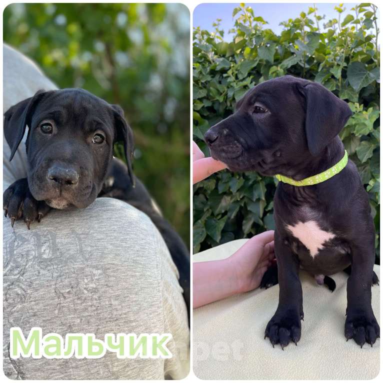 Собаки в других городах Крыма: Американский питбуль  Мальчик, 65 000 руб. - фото 4