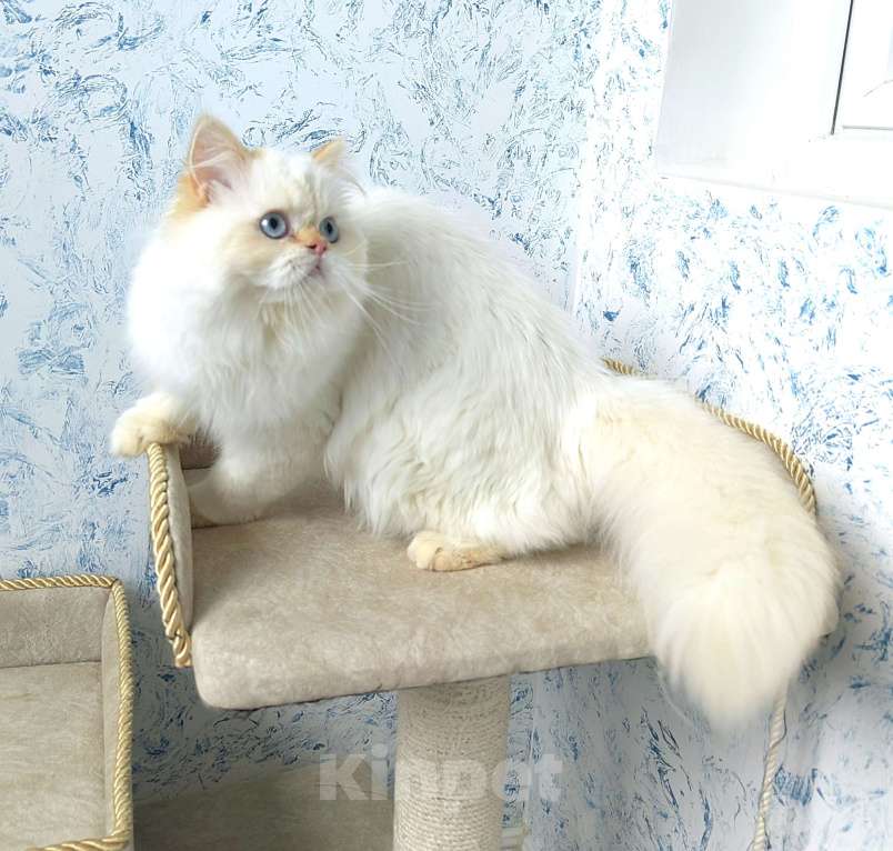 Кошки в Кисловодске: Nicole Девочка, 60 000 руб. - фото 10