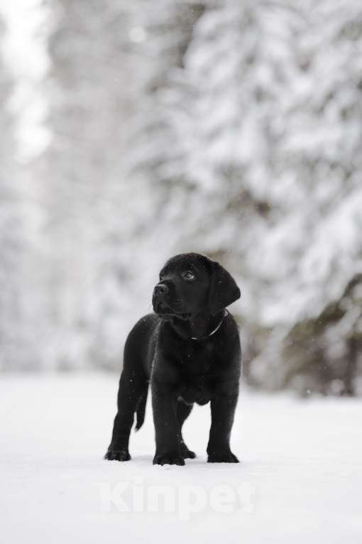 Собаки в Санкт-Петербурге: IRISLAV BLUES Мальчик, 160 000 руб. - фото 5