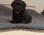 Собаки в Москве: Щенки лабрадора Девочка, 120 000 руб. - фото 1