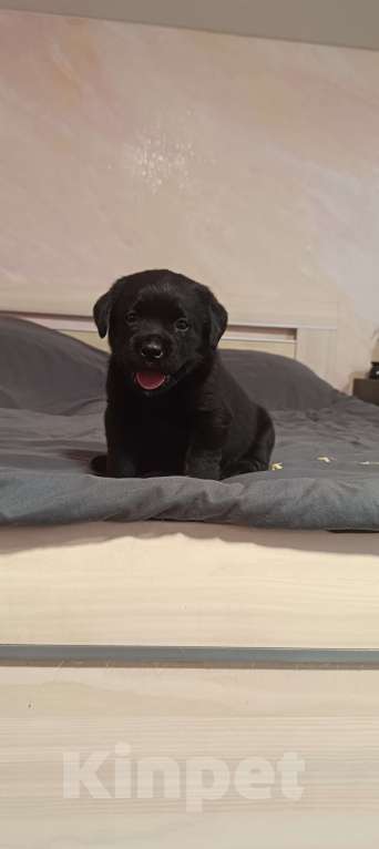 Собаки в Москве: Щенки лабрадора Девочка, 120 000 руб. - фото 1