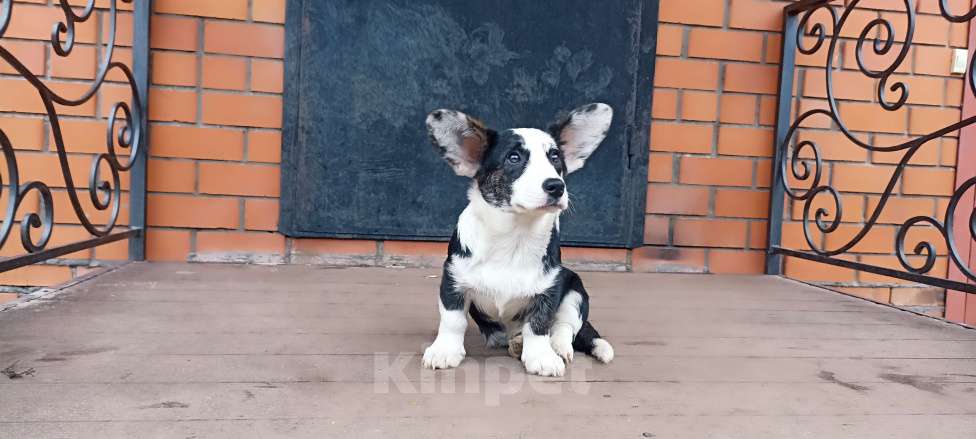 Собаки в Бронницах: Щенок вельш корги кардиган Девочка, 25 000 руб. - фото 4