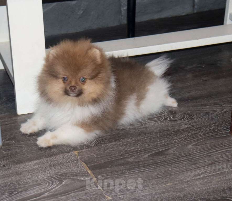 Собаки в Москве: Супер мальчик- Огонёк Мальчик, 55 000 руб. - фото 8