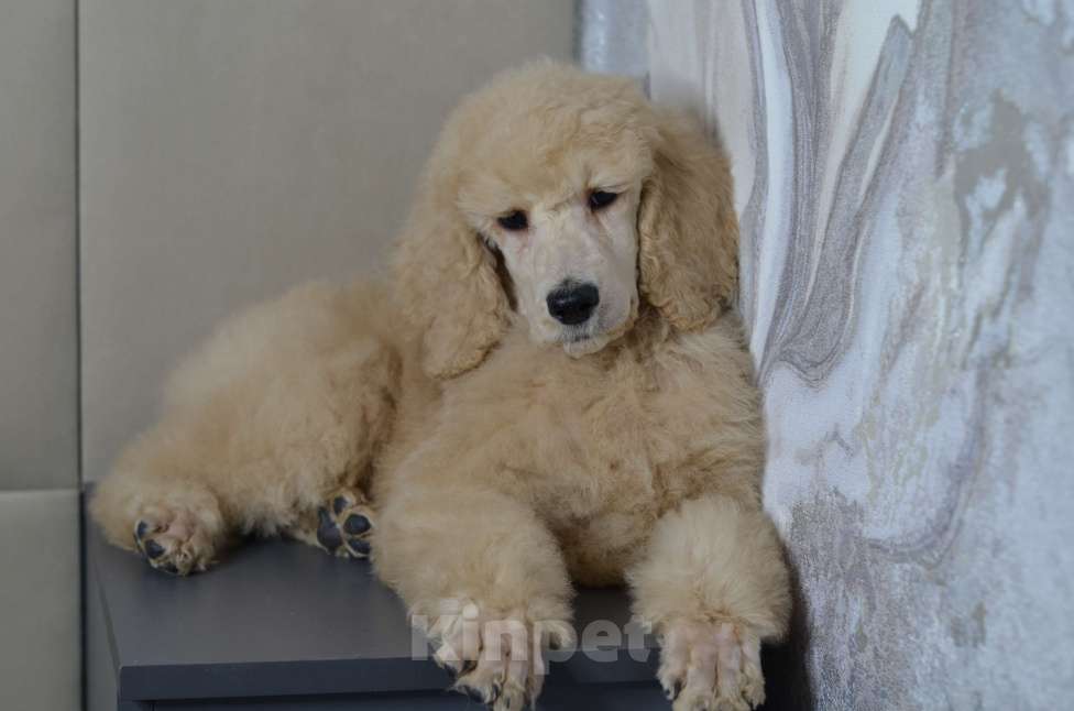 Собаки в Москве: Щенки королевского пуделя Мальчик, 65 000 руб. - фото 1